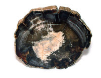 Sahara : bois fossilisé